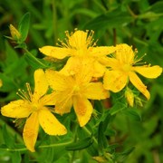 Holistic Health related image
